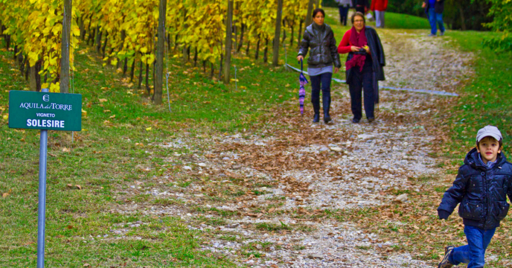 camminata tra i filari